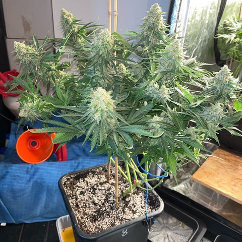 Special Queen #1 growlog timeline photo