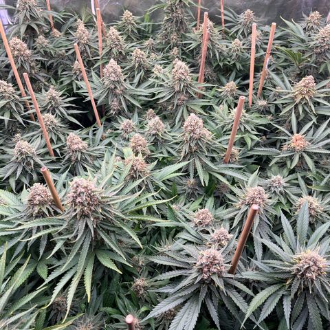 Special Queen #1 growlog timeline photo