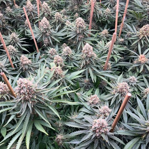 Special Queen #1 growlog timeline photo