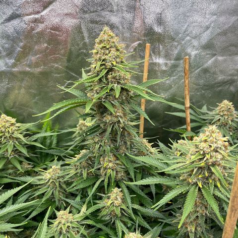 Special Queen #1 growlog timeline photo