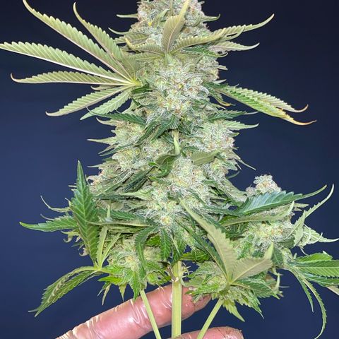 Special Queen #1 growlog timeline photo