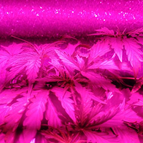 Royal Dwarf growlog timeline photo