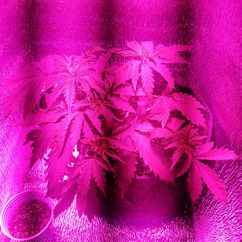 Royal Dwarf growlog timeline photo