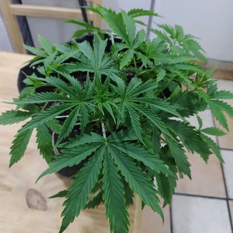 Royal Dwarf growlog timeline photo