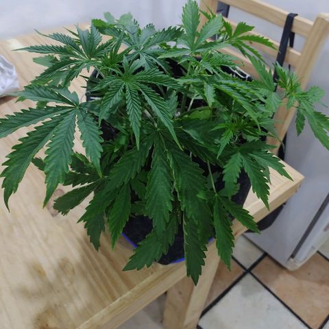 Royal Dwarf growlog timeline photo