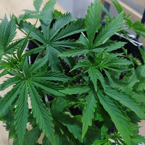 Royal Dwarf growlog timeline photo