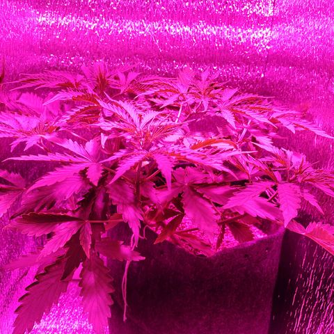 Royal Dwarf growlog timeline photo