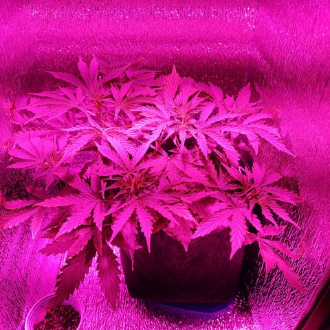 Royal Dwarf growlog timeline photo