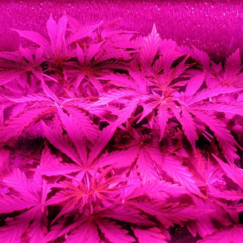 Royal Dwarf growlog timeline photo