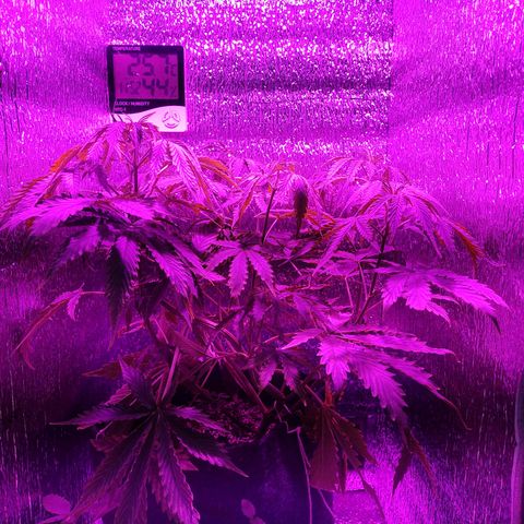 Royal Dwarf growlog timeline photo