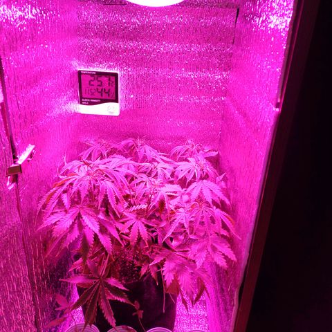 Royal Dwarf growlog timeline photo