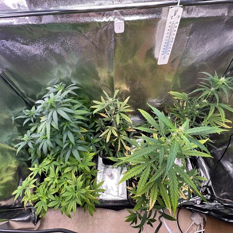 Tangerine Dream growlog timeline photo