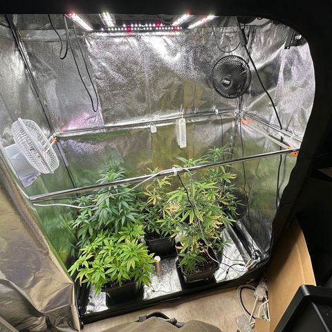 Tangerine Dream growlog timeline photo