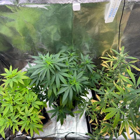 Tangerine Dream growlog timeline photo