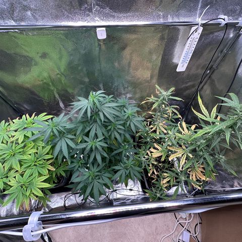 Tangerine Dream growlog timeline photo