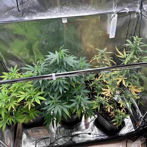 Tangerine Dream growlog timeline photo