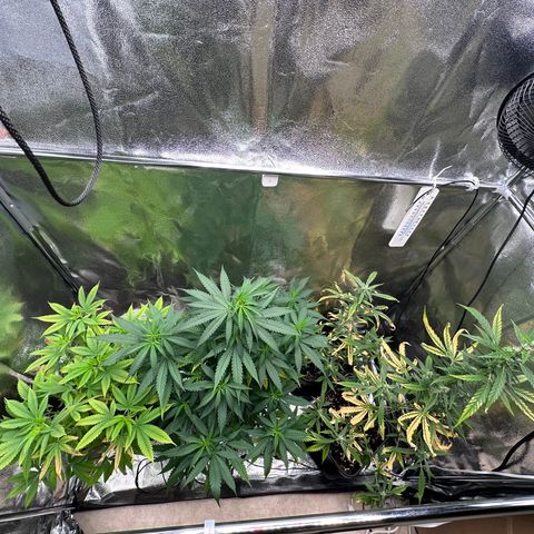 Tangerine Dream growlog timeline photo
