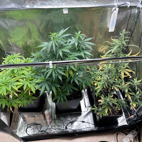 Tangerine Dream growlog timeline photo