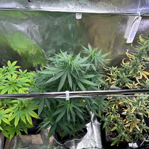 Tangerine Dream growlog timeline photo