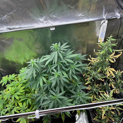 Tangerine Dream growlog timeline photo