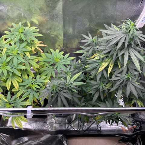 Tangerine Dream growlog timeline photo