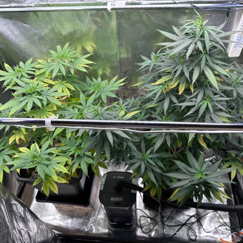 Tangerine Dream growlog timeline photo