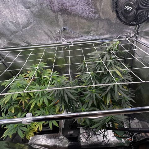 Tangerine Dream growlog timeline photo