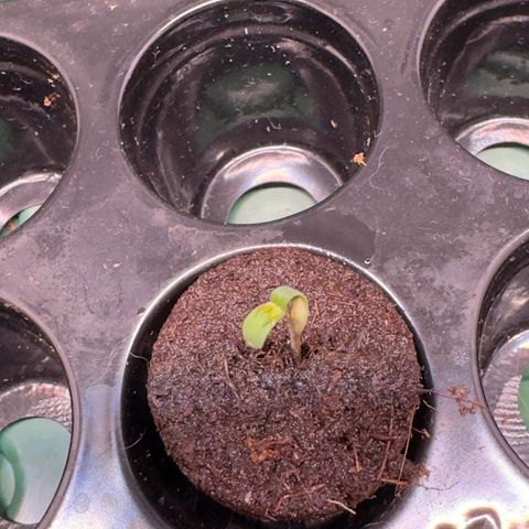 Mimosa x Orange Punch growlog photo: Hopefully she will pull through 