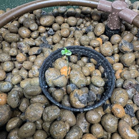 Mimosa x Orange Punch growlog photo: 1.day in the hydropot