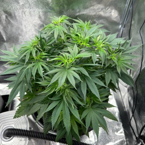Pink Kush growlog timeline photo
