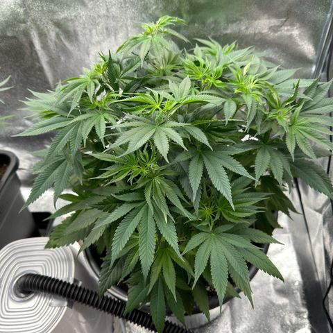 Pink Kush growlog timeline photo