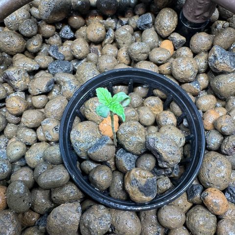 Mimosa x Orange Punch growlog timeline photo