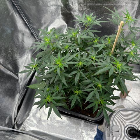 Tangerine Dream growlog timeline photo