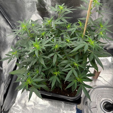 Tangerine Dream growlog timeline photo