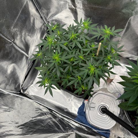 Tangerine Dream growlog timeline photo
