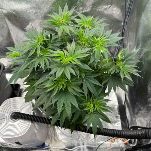 Pink Kush growlog timeline photo