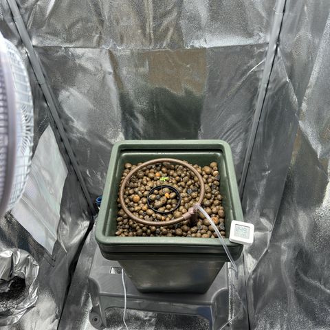 Mimosa x Orange Punch growlog timeline photo
