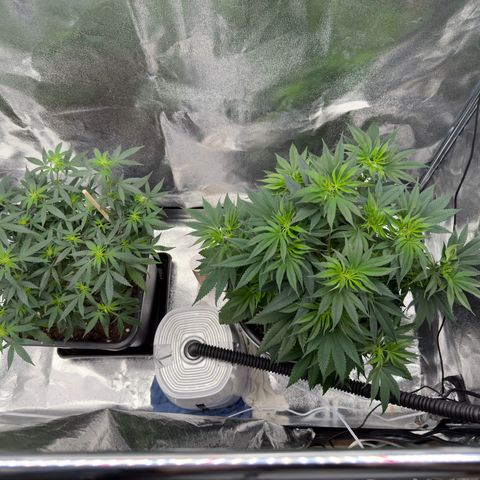 Tangerine Dream growlog timeline photo