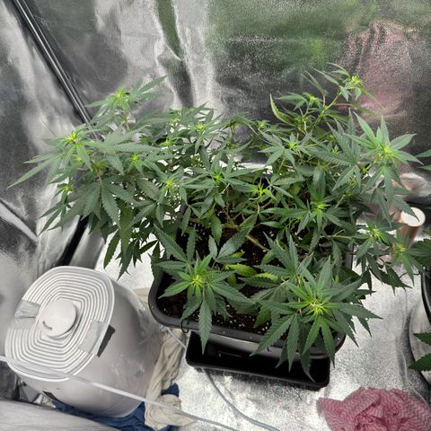 Tangerine Dream growlog timeline photo