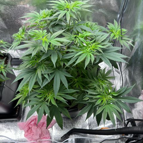 Pink Kush growlog timeline photo