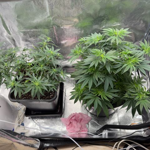 Tangerine Dream growlog timeline photo