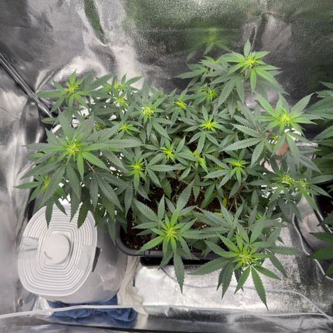 Tangerine Dream growlog timeline photo
