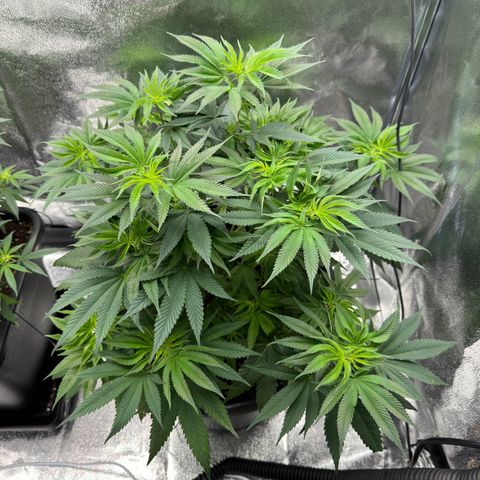 Pink Kush growlog timeline photo