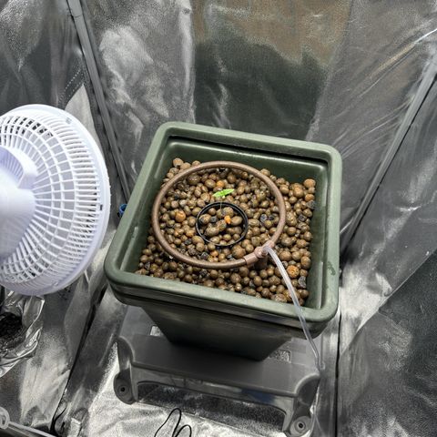 Mimosa x Orange Punch growlog timeline photo