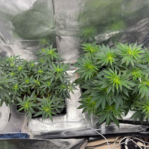 Tangerine Dream growlog timeline photo