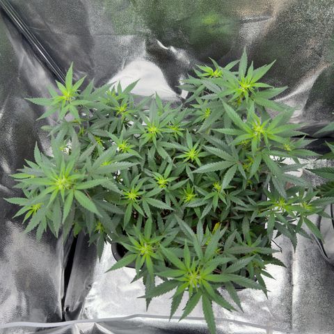 Tangerine Dream growlog timeline photo