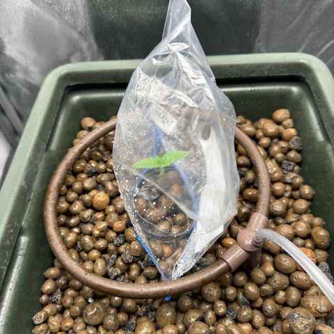 Mimosa x Orange Punch growlog photo: Put her under a bag to raise the humidity for a few more days 