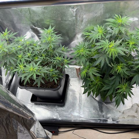 Tangerine Dream growlog timeline photo