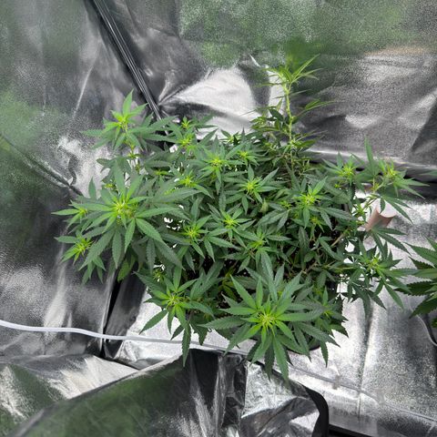 Tangerine Dream growlog timeline photo