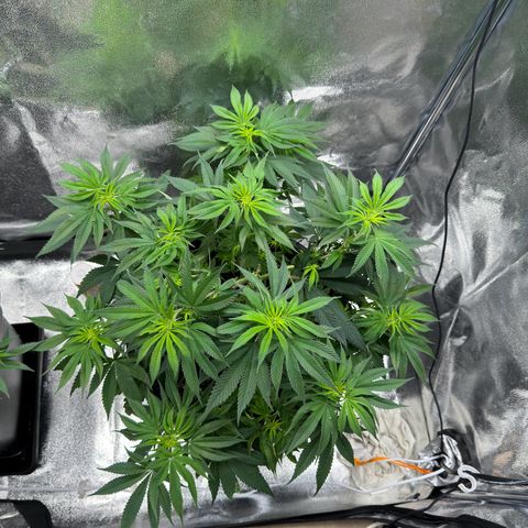Pink Kush growlog timeline photo